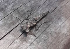 Amorphoscelidae