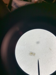 Brachionus calyciflorus