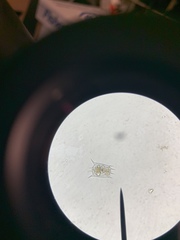 Brachionus calyciflorus