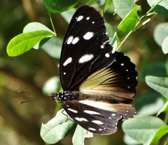 Hypolimnas anthedon wahlbergi