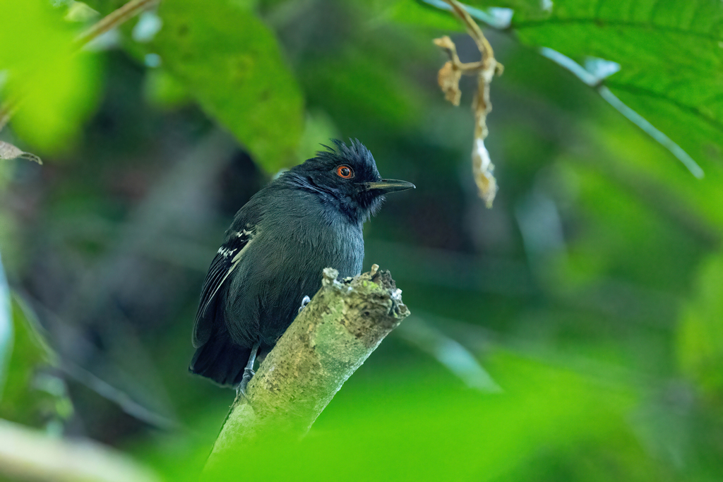 Black-tailed Antbird