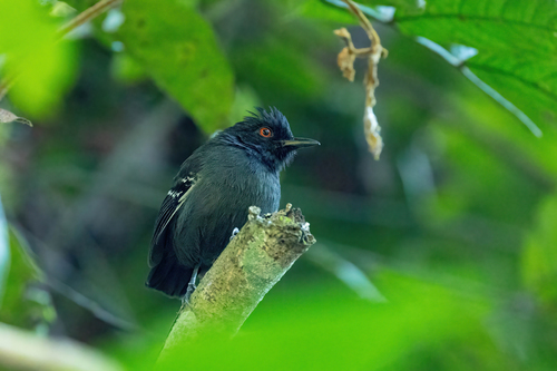 Black-tailed Antbird