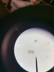 Brachionus calyciflorus