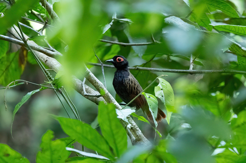 Black-spotted Bare-eye