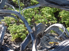 Sceloporus cozumelae