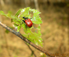 Apoderus coryli