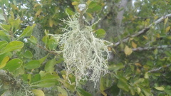 Ramalina peruviana