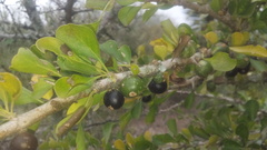 Randia obcordata
