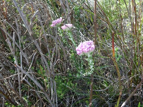 Image of Metalasia cymbifolia by (c) Thomas Koffel, some rights reserved (CC BY)