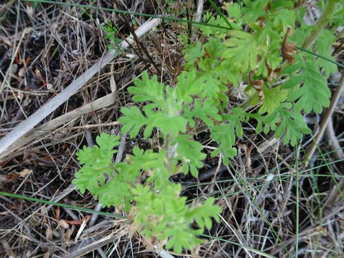 Image of Hippia frutescens by (c) Thomas Koffel, some rights reserved (CC BY)