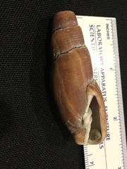 Atrimitra idae