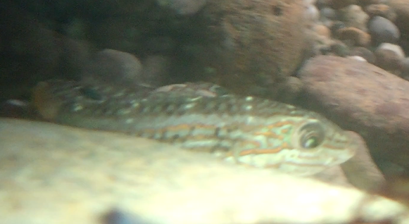 Lineblotch wrasse (Halichoeres pardaleocephalus) — Labridae