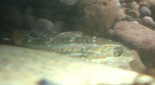 Luipaardkop-lipvis (Halichoeres pardaleocephalus) — Labridae