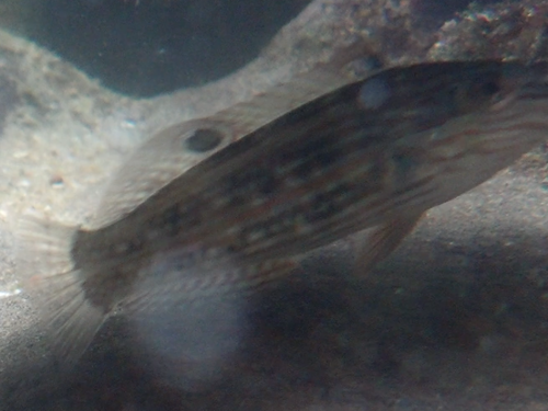 Halichoeres pardaleocephalus observed 2023-09-30