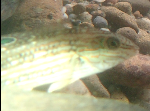 Lineblotch wrasse (Halichoeres pardaleocephalus) — Labridae — 4