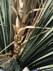 Xylocopa californica arizonensis