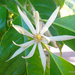 Magnolia alba - Photo (c) Phil Bendle, some rights reserved (CC BY-NC), uploaded by Phil Bendle