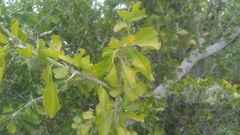Randia obcordata