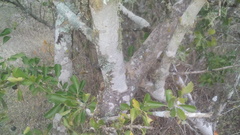Randia obcordata