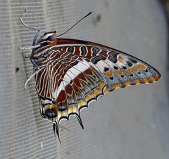 Charaxes saturnus saturnus