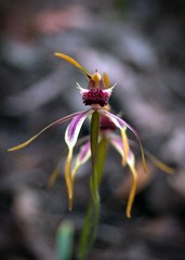 Caladenia longiclavata
