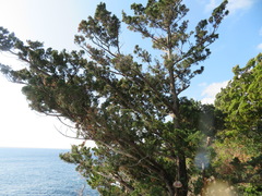 Juniperus chinensis
