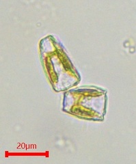Surirella