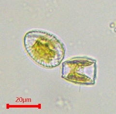 Surirella