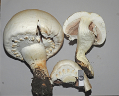 Horse mushroom (Agaricus arvensis)