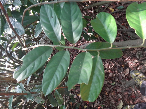 Capparis formosana (Capparis formosana)