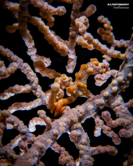 Hippocampus bargibanti