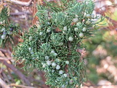 Juniperus chinensis