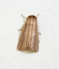 Leucania venalba