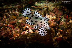 Chromileptes altivelis