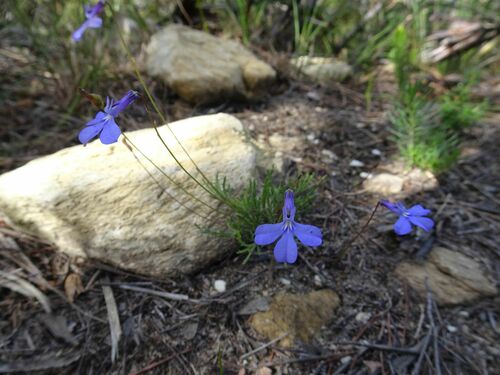 Image of Lobelia chamaepitys by (c) Thomas Koffel, some rights reserved (CC BY)
