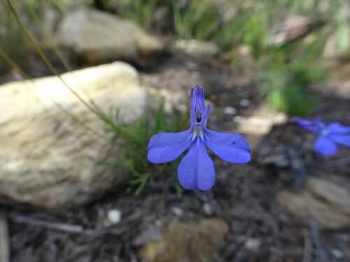 Image of Flatpine Lobelia (Lobelia chamaepitys) by (c) Thomas Koffel, some rights reserved (CC BY)