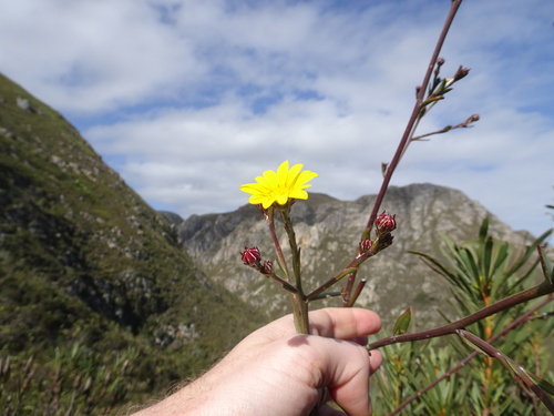 Image of Osteospermum junceum by (c) Thomas Koffel, some rights reserved (CC BY)