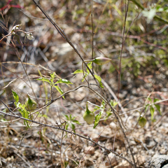 Bill Levine, CC BY, iNaturalist via GBIF Distimake aureus, photograph Bill Levine, CC BY, iNaturalist via GBIF