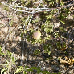 Bill Levine, CC BY, iNaturalist via GBIF Distimake aureus, photograph Bill Levine, CC BY, iNaturalist via GBIF