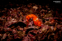 Hippocampus kelloggi