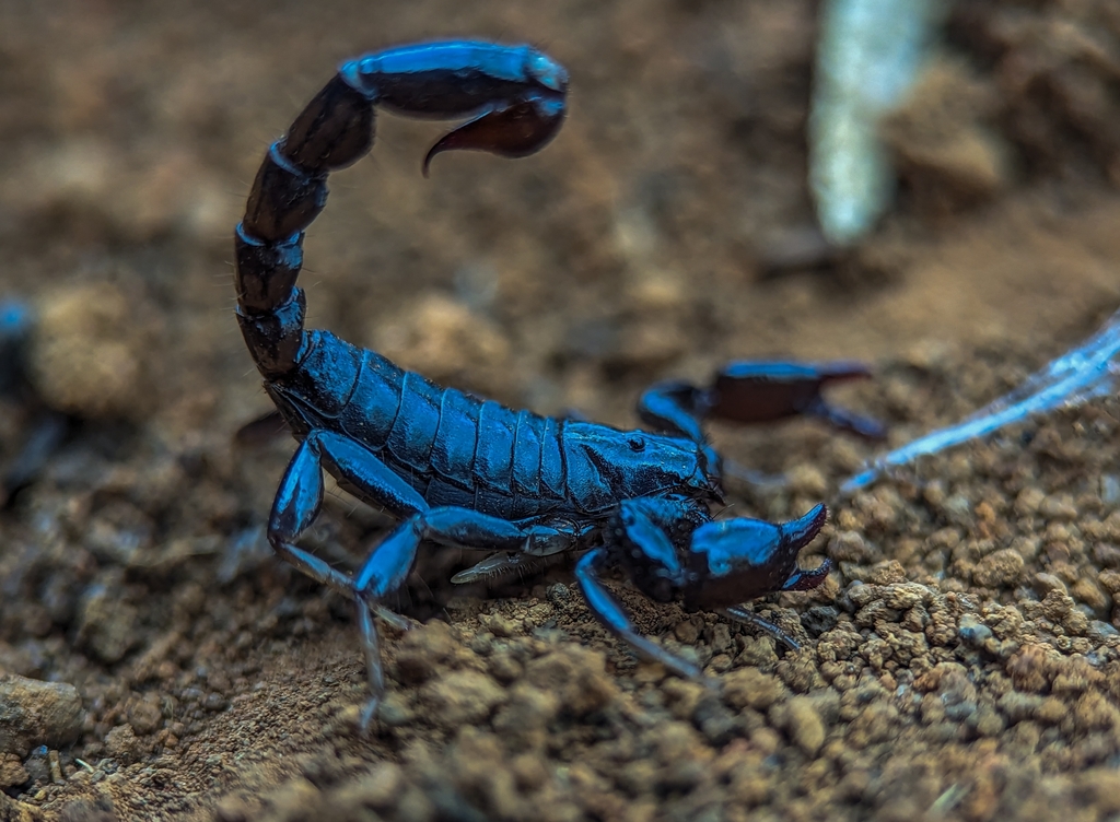 Bothriurus araguayae