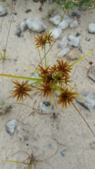 Cyperus psammophilus