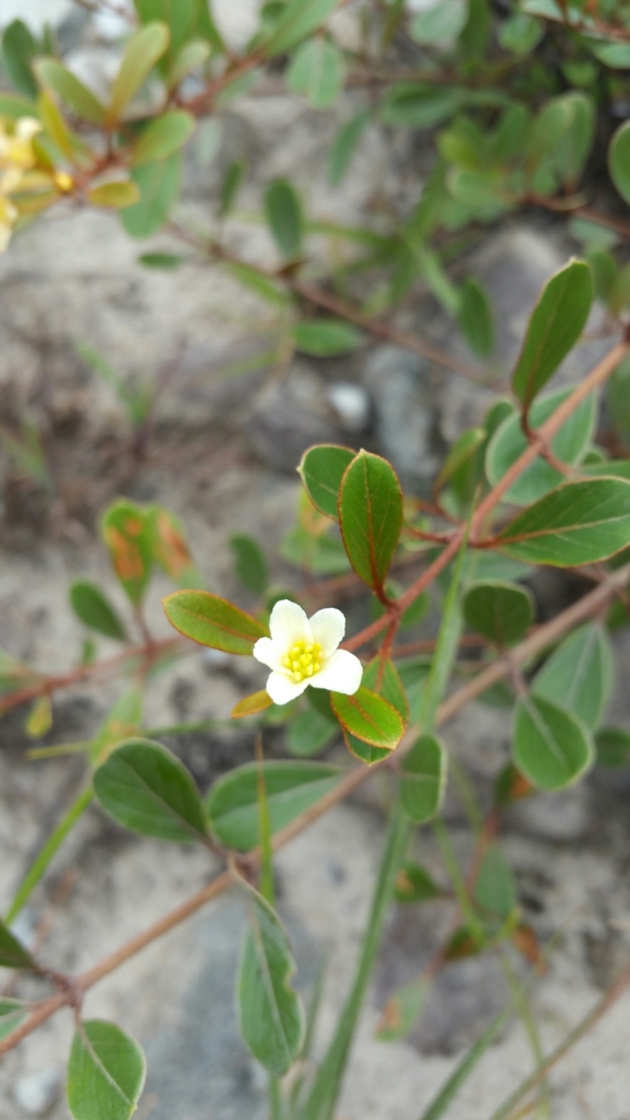 Philgamia hibbertioides