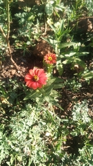Zinniinae
