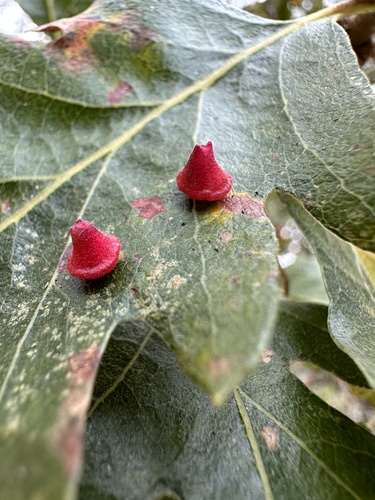 iNaturalist observation photo of Red Cone Gall Wasp