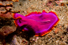 Pseudoceros ferrugineus