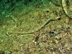 Corythoichthys ocellatus