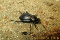 Carabus convexus