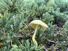 Leucocoprinus birnbaumii image