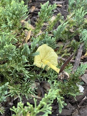 Leucocoprinus birnbaumii image
